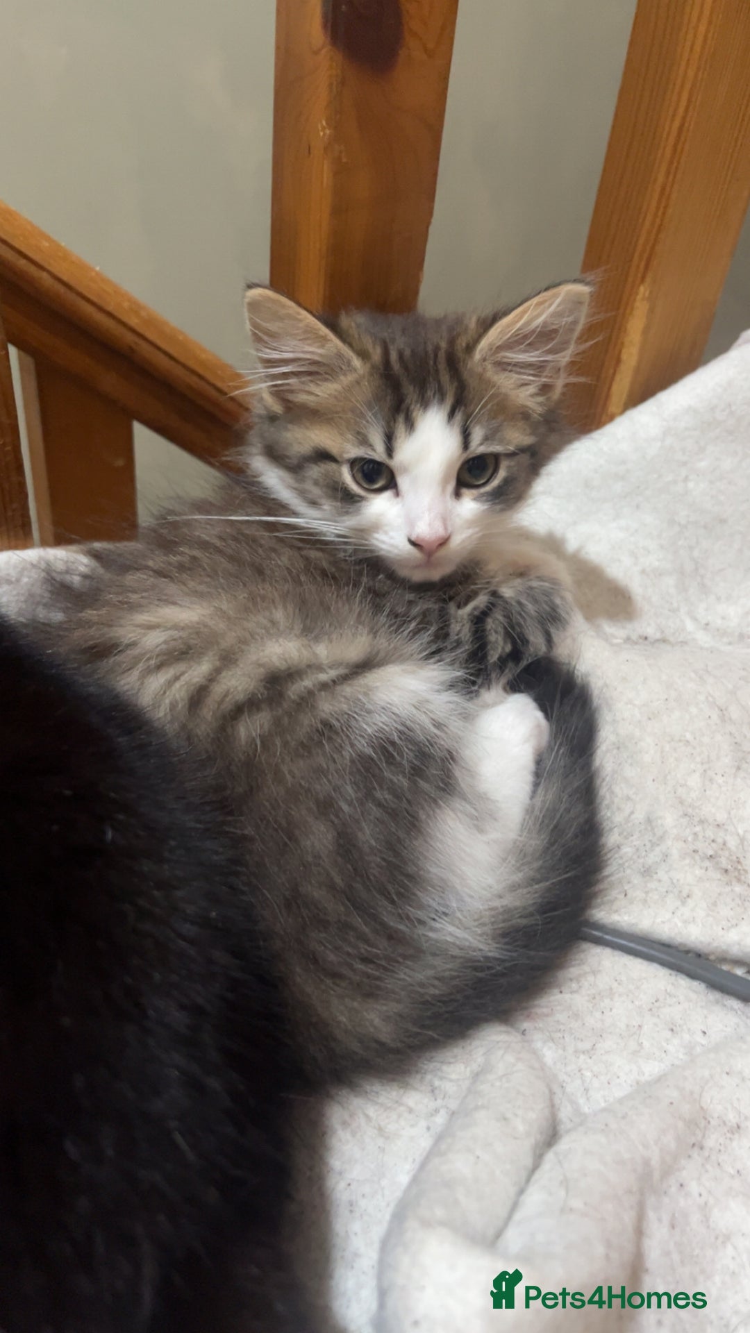 British Longhair cats for sale: Female kitten aged 11 weeks - Advert 2