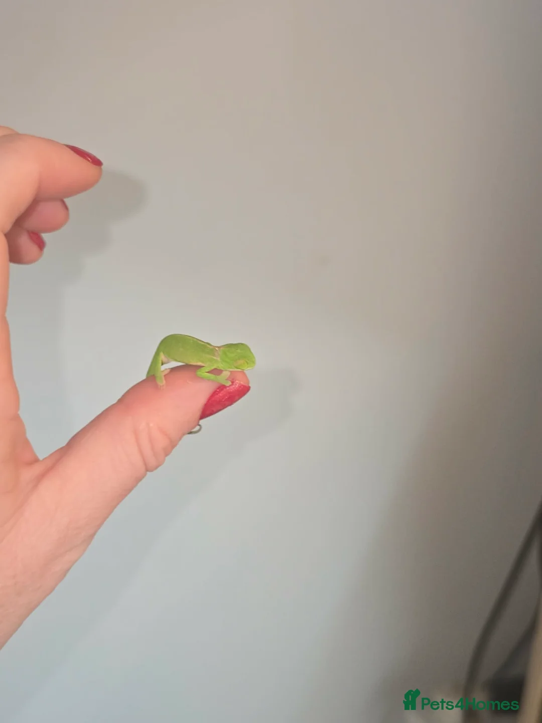 Chameleon reptiles for sale: BABY VEILED CHAMELEONS  - Advert 2