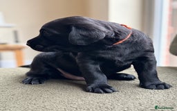 Labrador Retriever dogs for sale: 2 KC Black Lab Male Pups - Image 6