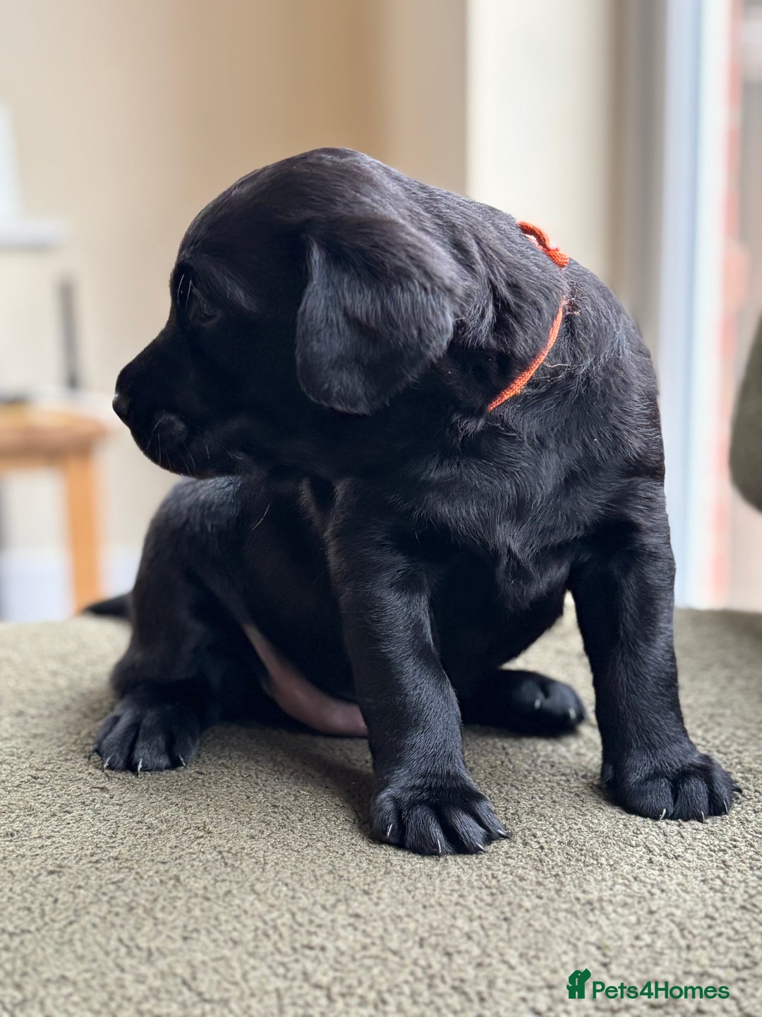 Labrador Retriever dogs for sale: 2 KC Black Lab Male Pups - Image 6