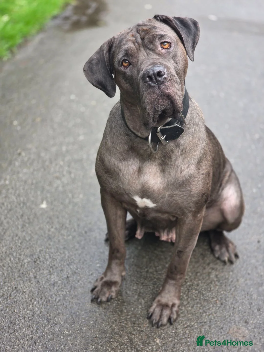 Mixed Breed dogs for sale: Presa X Neo puppy 13weeks ready now! - Advert 9