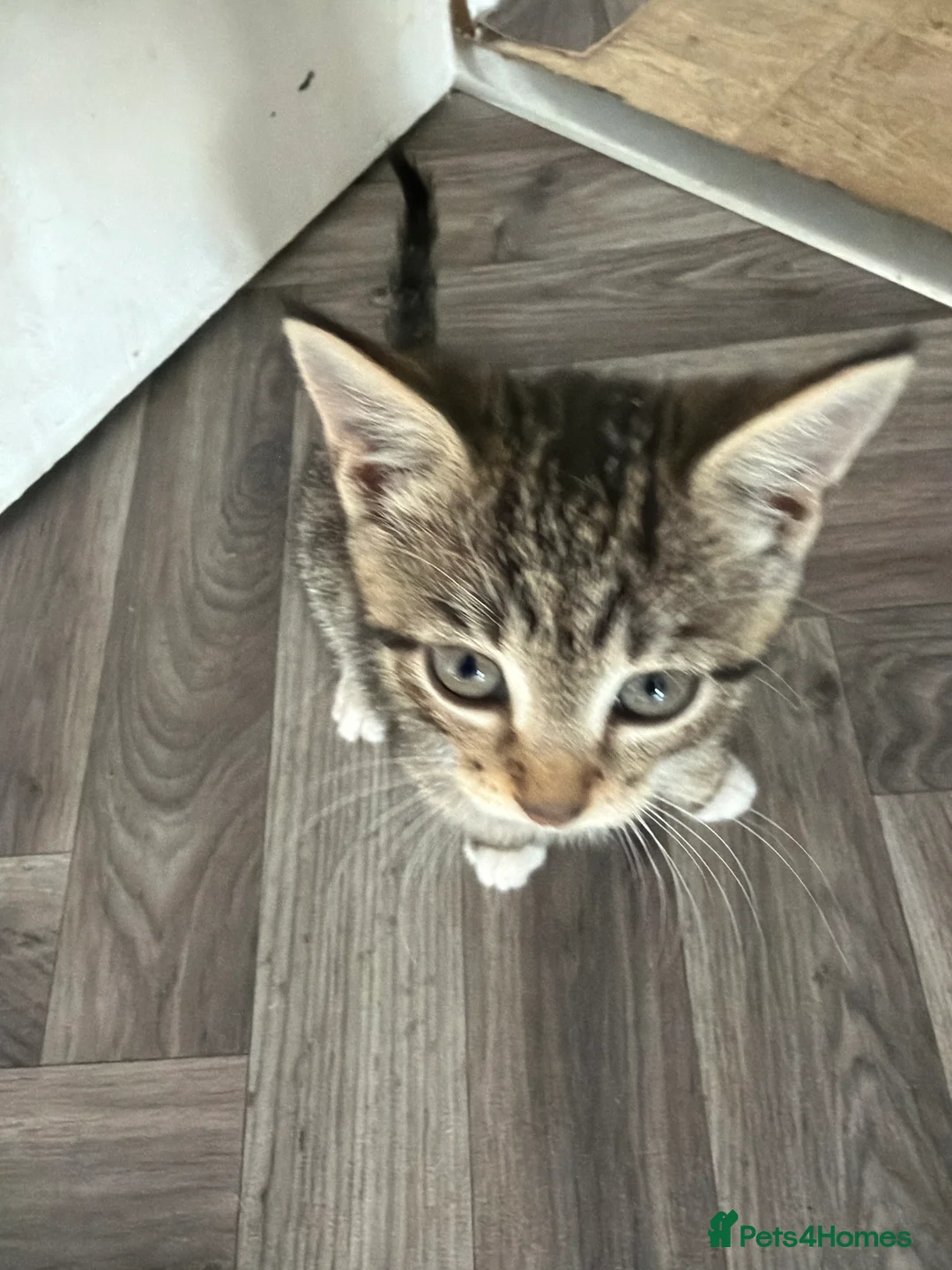 Mixed Breed cats for sale: 4 kittens for sale - Advert 2
