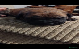 Mixed Breed dogs for sale: Bridle Staffie Cross Rotterman puppies - Image 1