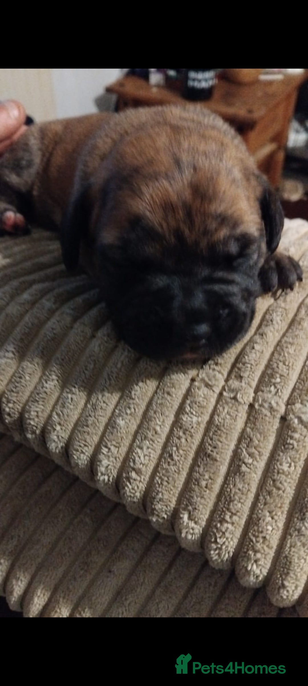 Mixed Breed dogs for sale: Bridle Staffie Cross Rotterman puppies - Image 1