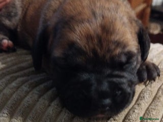 Mixed Breed dogs - Advert 25