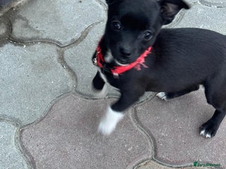 Mixed Breed dogs FLORA - a Lovely tiny puppy girl for a Loving Home - Advert 1
