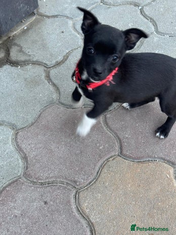 Mixed Breed dogs FLORA - a Lovely tiny puppy girl for a Loving Home - Advert 1
