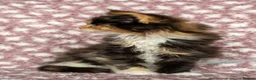 Maine Coon cats for sale: Beautiful Maine Coon Kittens - Advert 24