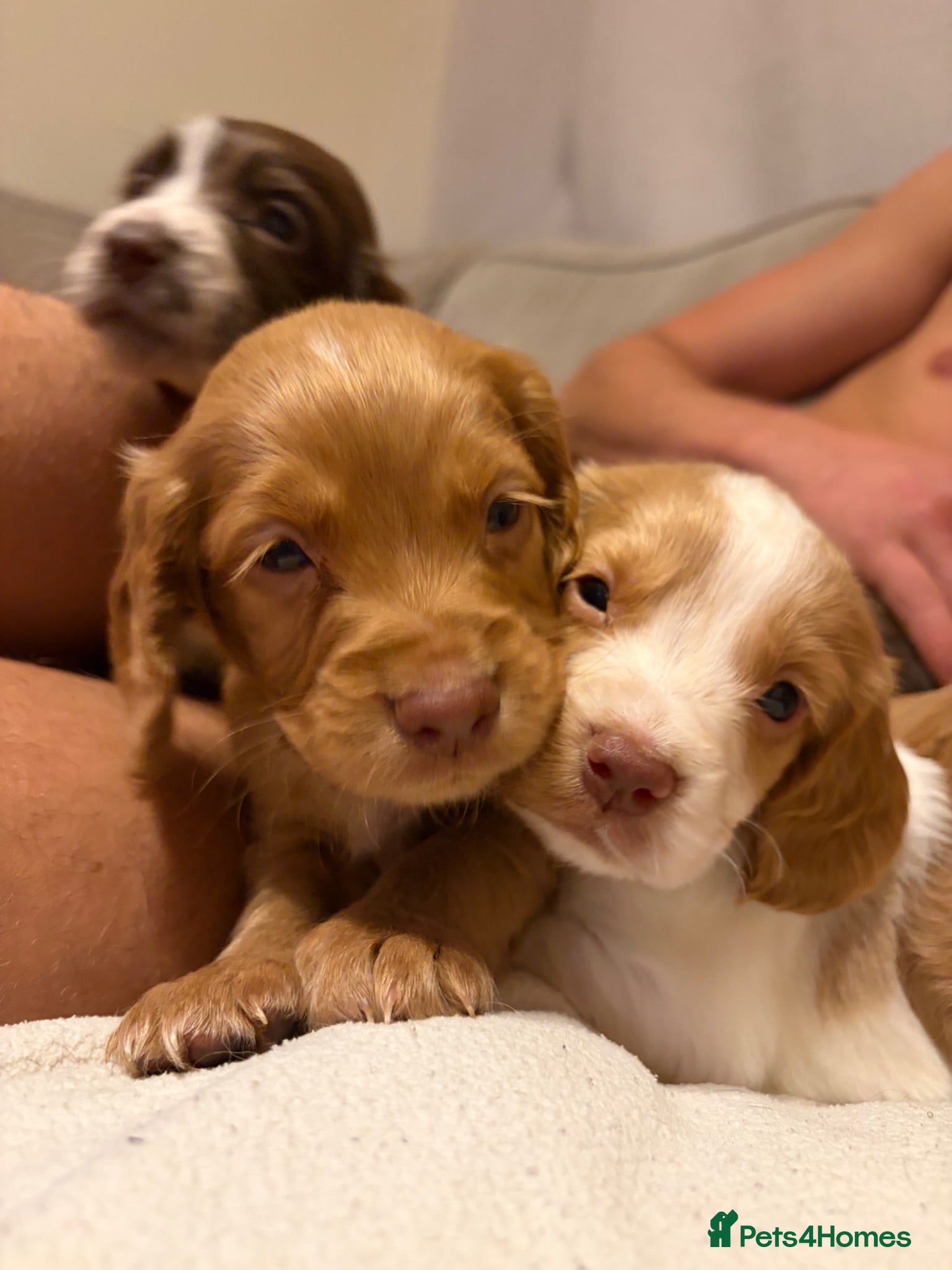 Cocker Spaniel dogs Cocker Spaniel puppies 5 week old 💛 - Advert 1