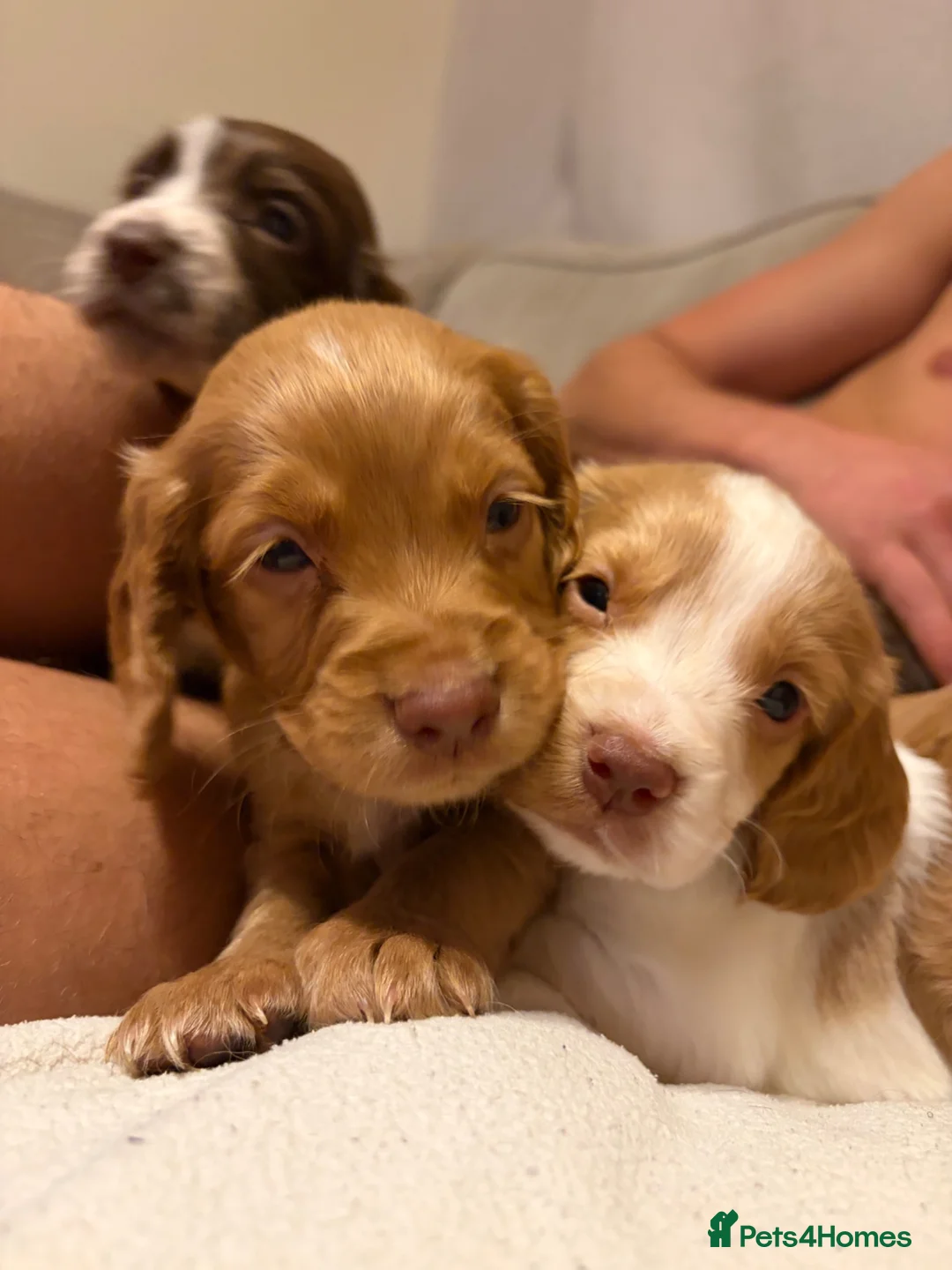 Cocker Spaniel dogs for sale: Cocker Spaniel puppies 5 week old 💛 - Advert 1