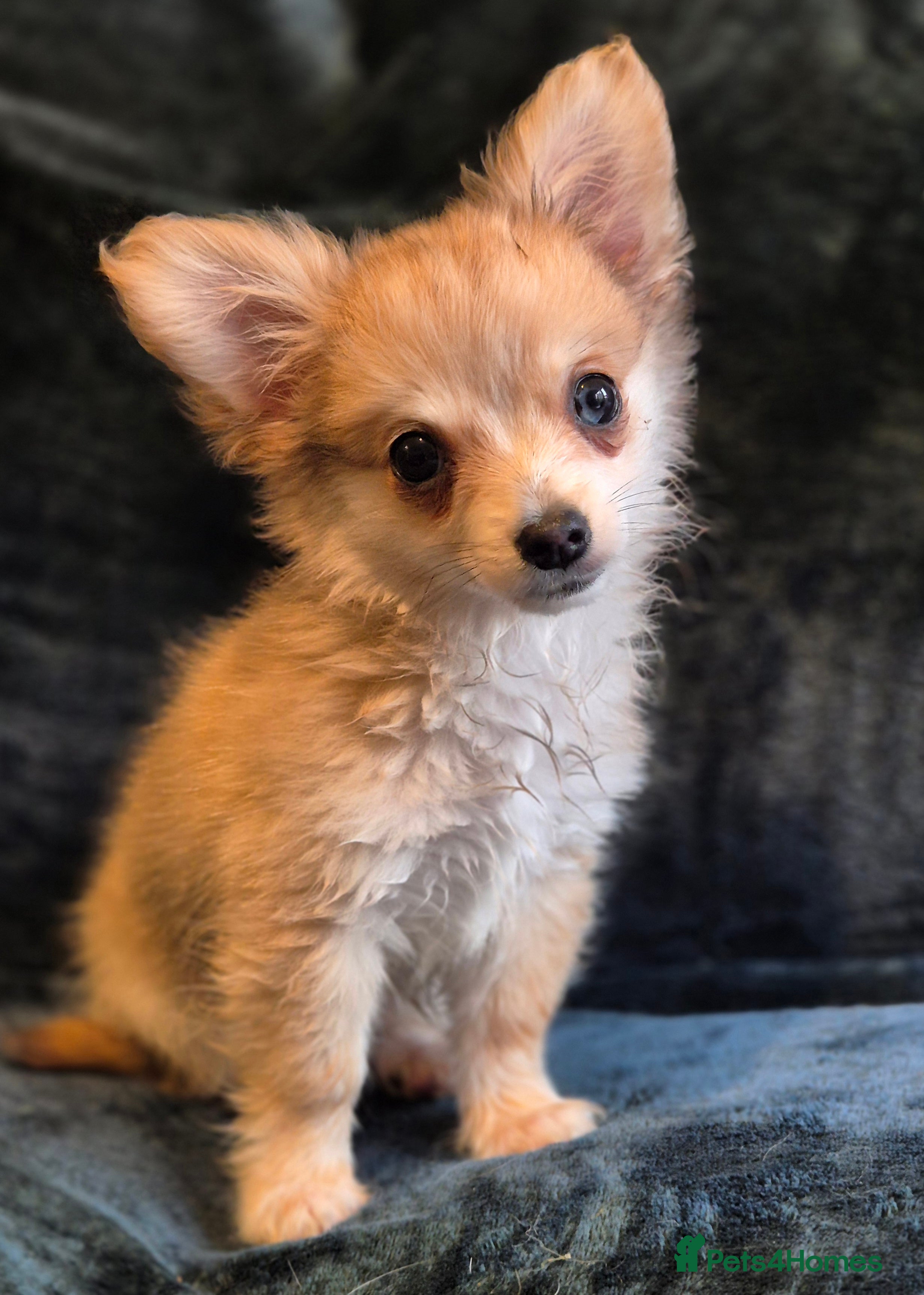 Chihuahua dogs Long haired chihuahua  - Advert 4