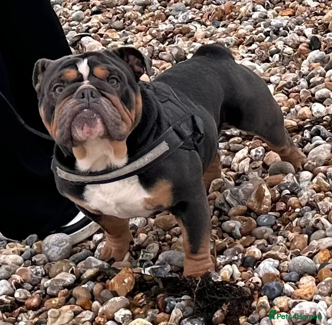 English Bulldog dogs for sale: Gorgeous blue tri Male  - Advert 2