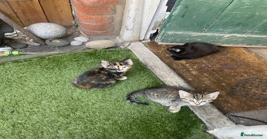 British Shorthair cats - Advert 15
