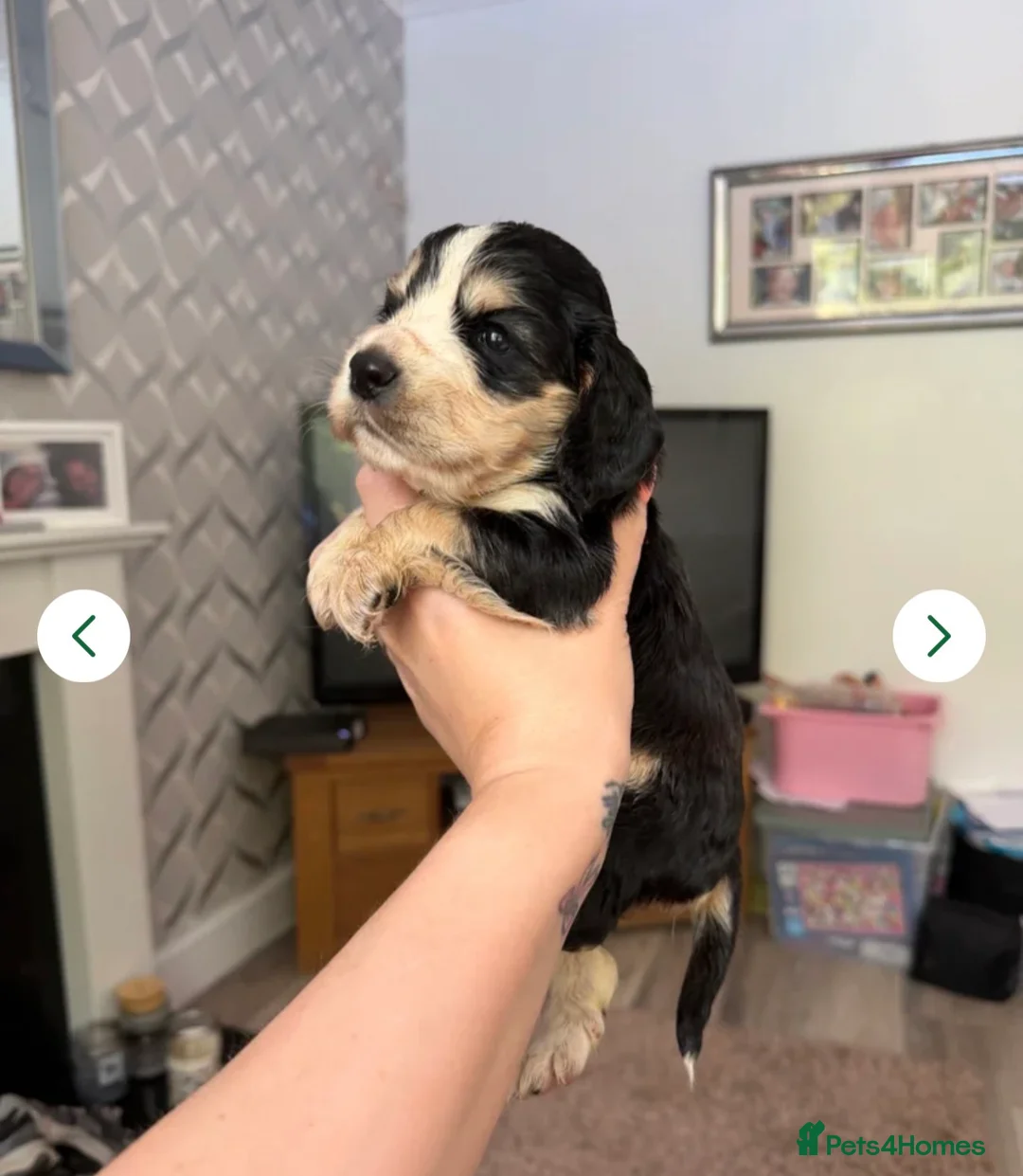 Cocker Spaniel dogs for sale: Show cocker spaniel puppies ready in 3 weeks  - Advert 1