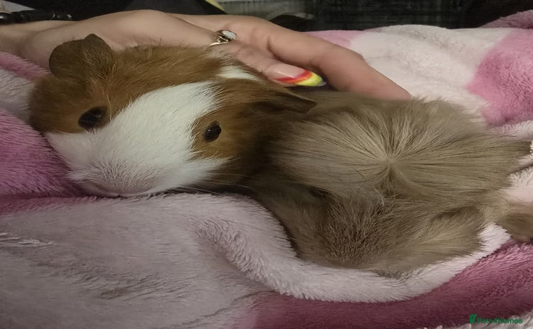 Guinea Pig rodents - Advert 7