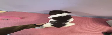 English Springer Spaniel 1