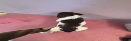 English Springer Spaniel dogs for sale: Kc springer spaniel puppies  - Advert 10