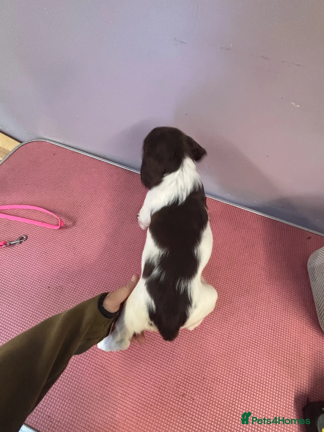English Springer Spaniel dogs for sale: Kc springer spaniel puppies  - Advert 10