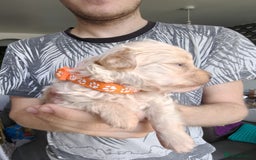 Maltipoo dogs for sale: F1B Toy Maltipoo  - Image 12