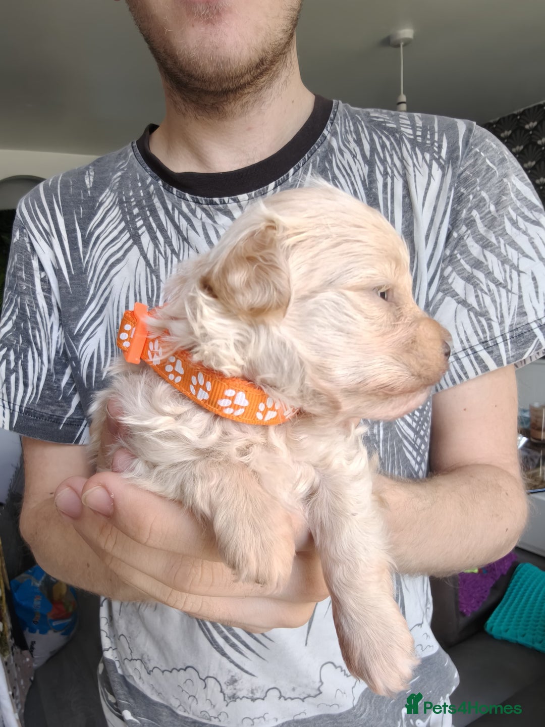 Maltipoo dogs for sale: F1B Toy Maltipoo  - Image 12