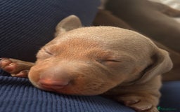 Dachshund dogs for sale: 5 miniature   dachshund  - Image 9