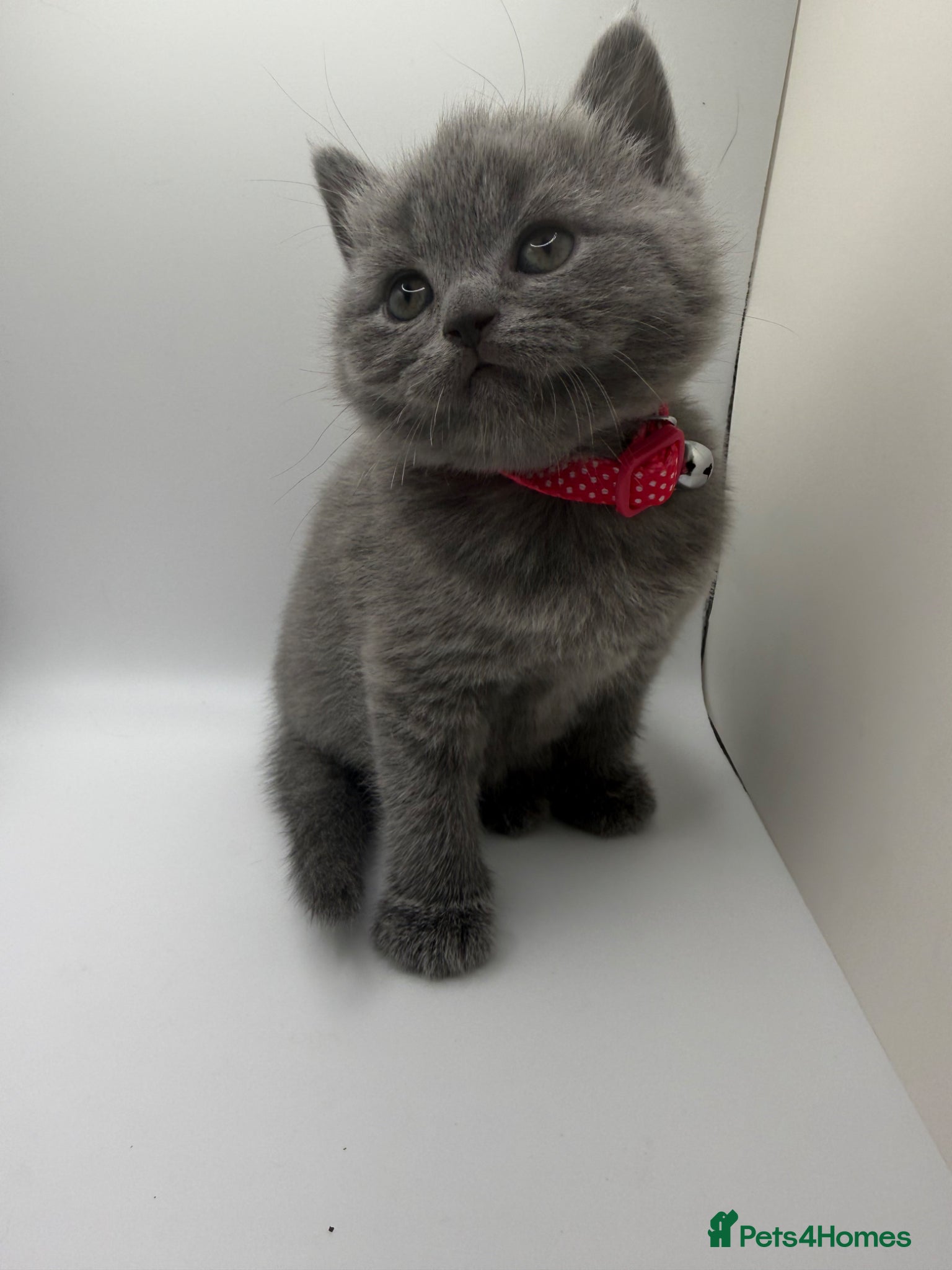 British Shorthair cats ❤️❤️❤️British shorthair kittens🐱🐱🐱 - Advert 1