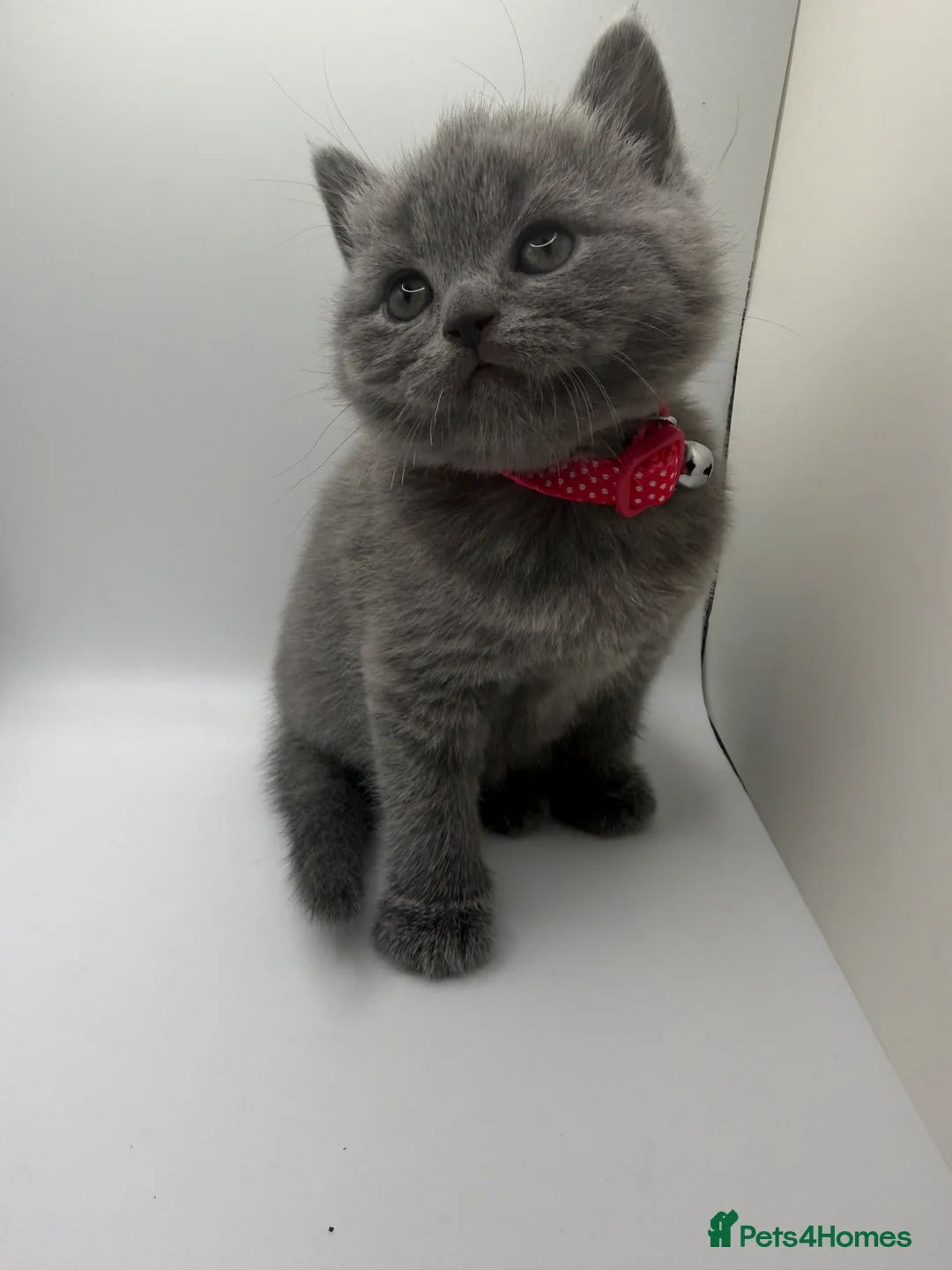 British Shorthair cats for sale: ❤️❤️❤️British shorthair kittens🐱🐱🐱 - Advert 1