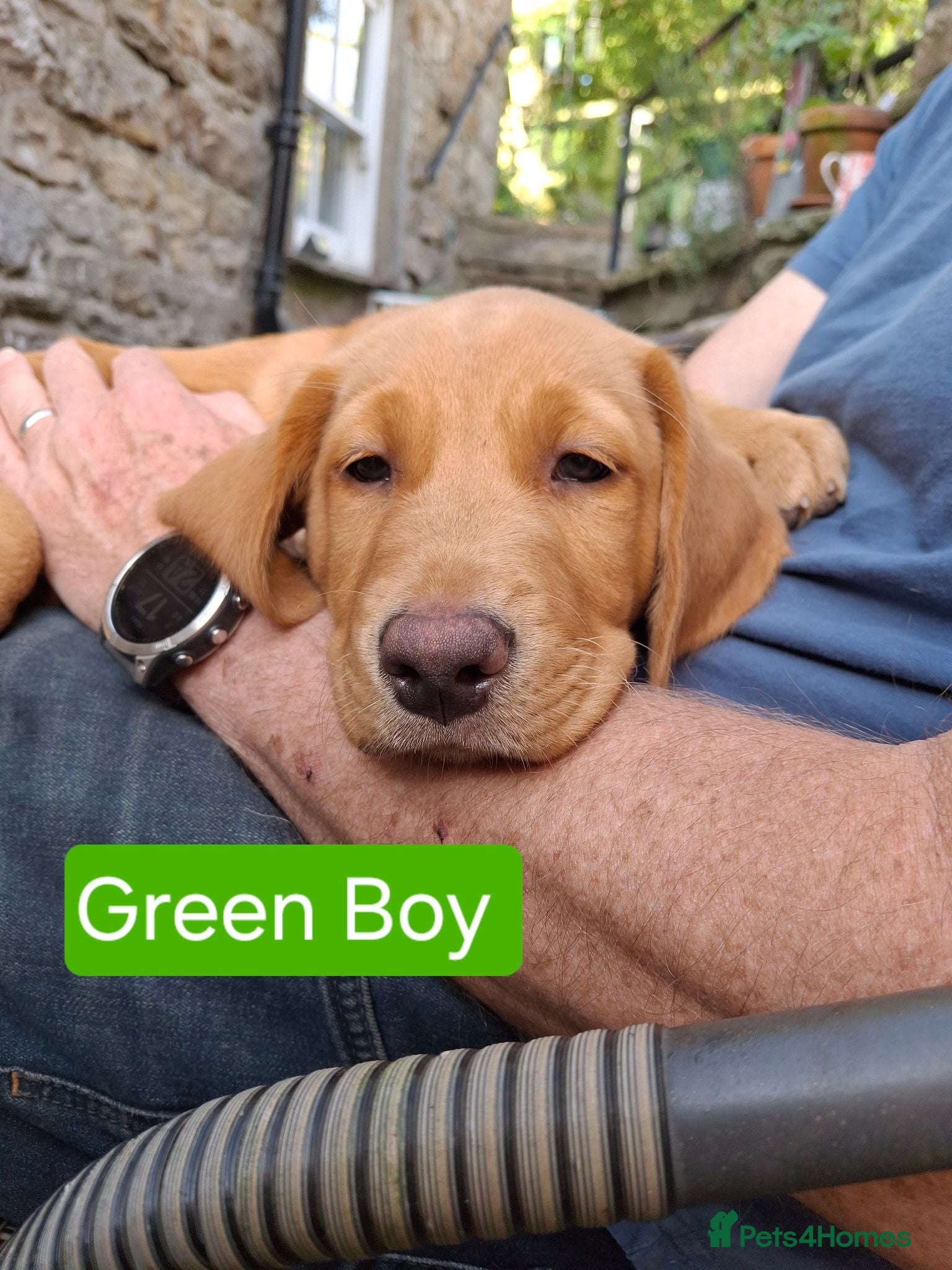 Goldador dogs Beautiful Goldador Puppies for Sale. ONLY 3 LEFT! - Advert 1