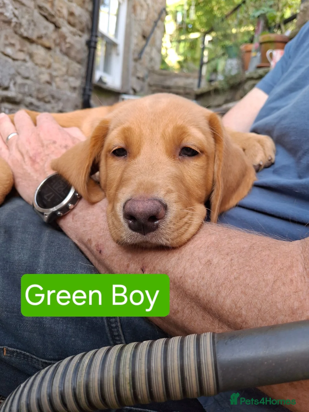 Goldador dogs for sale: Beautiful Goldador Puppies for Sale. ONLY 3 LEFT! - Advert 1