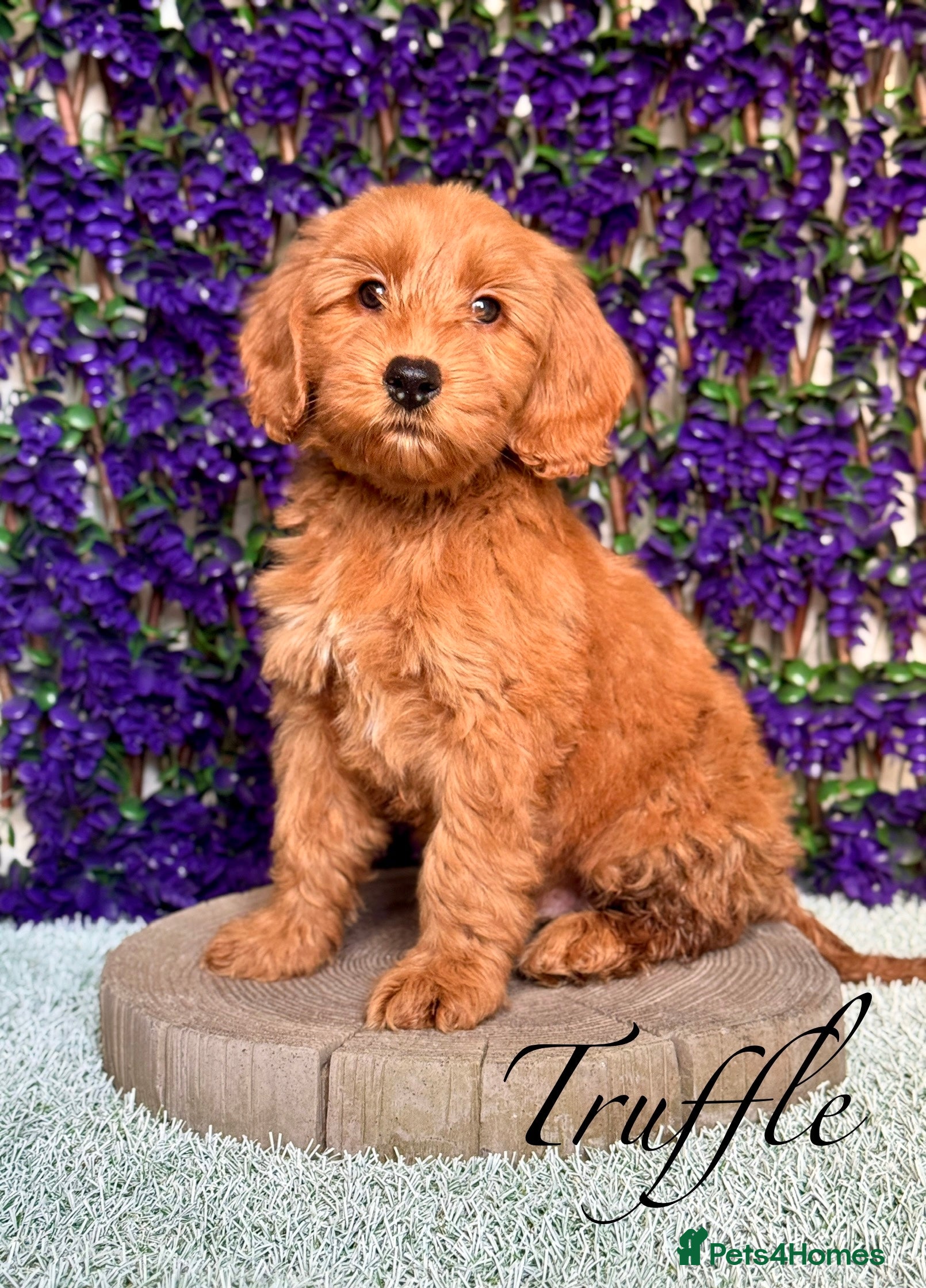 Australian Labradoodle dogs WALA Superior Australian Labradoodles-Remaining 2 - Advert 14