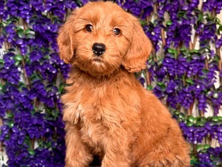 Australian Labradoodle dogs WALA Superior Australian Labradoodles-Remaining 2 - Advert 14