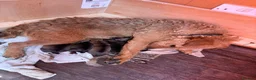 Mixed Breed dogs for sale: Border Lakeland Puppies in Wakefield - Advert 3