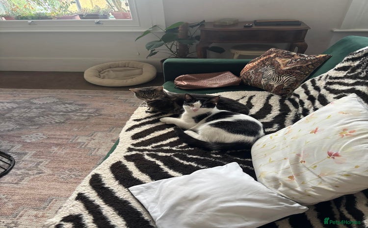 Domestic Shorthair cats - Advert 2