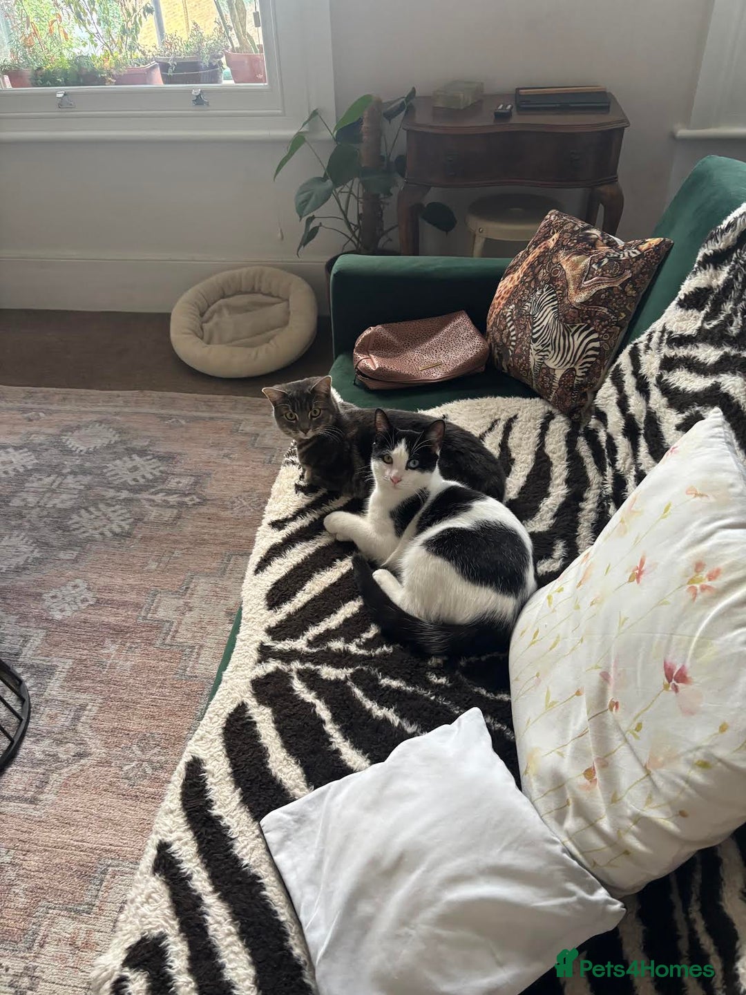 Domestic Shorthair cats for sale: OLDER kittens up for ADOPTION - Image 1