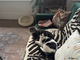 Domestic Shorthair cats - Advert 27