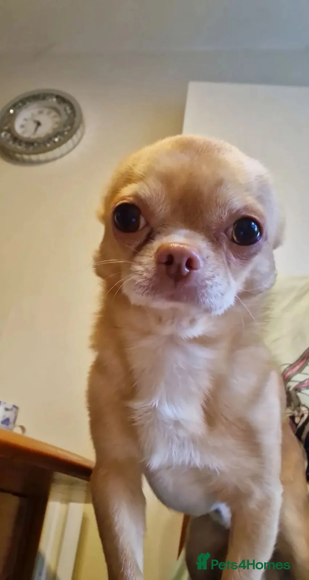 Chihuahua dogs for sale: Chihuahua  - Advert 1