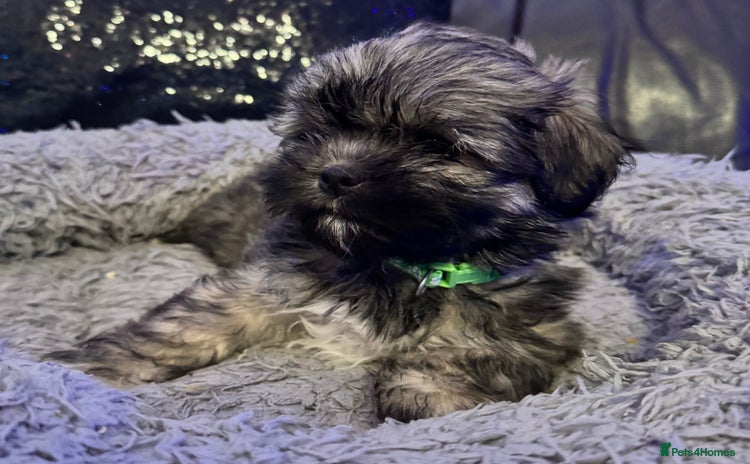 Lhasa Apso dogs Full Pedigree Lhasa Apso Puppies - Advert 3