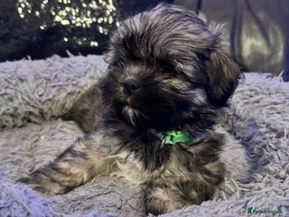 Lhasa Apso dogs Full Pedigree Lhasa Apso Puppies - Advert 5