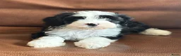 Tibetan Terrier dogs for sale: Beautiful Kc Registered Tibetan Terrier Puppies - Advert 6