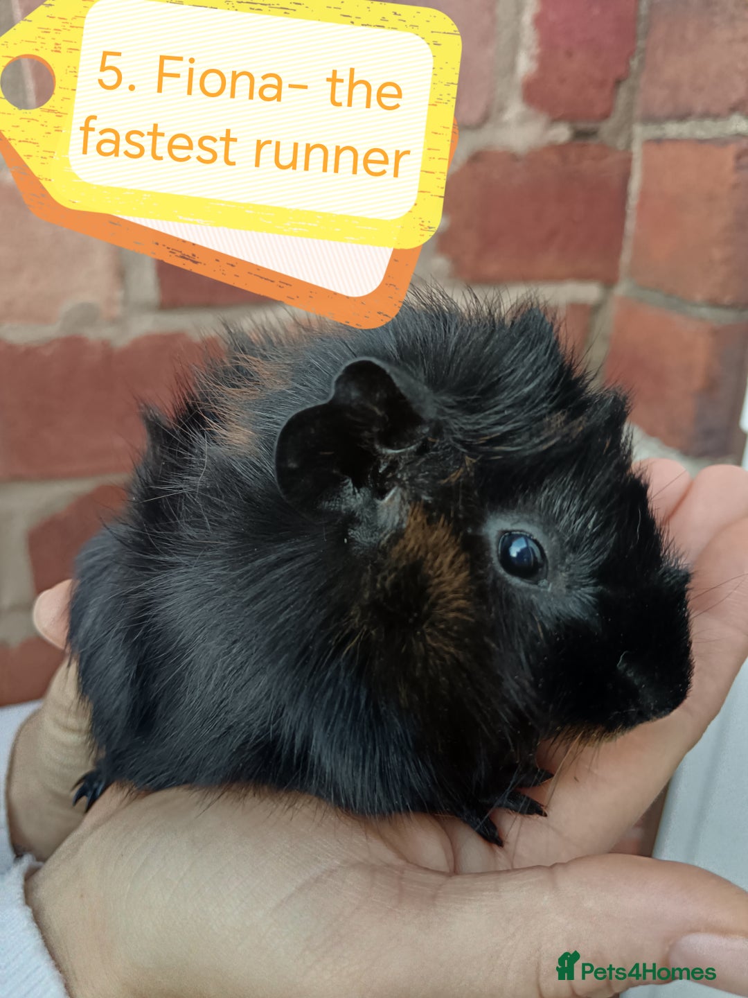 Guinea Pig rodents for sale: ♥️ Beautiful Abyssinian girl guinea pigs ♥️ - Advert 3