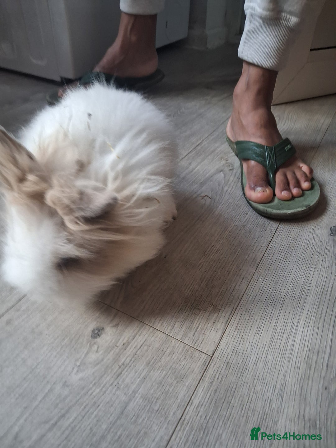 Lionhead rabbits for sale: Lionhead  - Advert 9