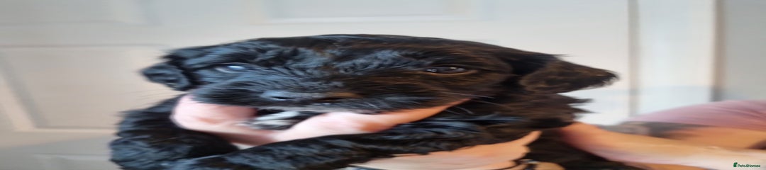 Cockapoo Boy