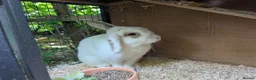 Dwarf Lop rabbits for sale: Male Dwarf Lop Rabbit needing a new home ASAP  - Advert 4