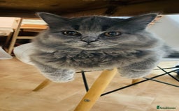 Scottish Fold cats for sale: Beautiful boy and girl looking for forever home ❤️ in Derby - Image 12