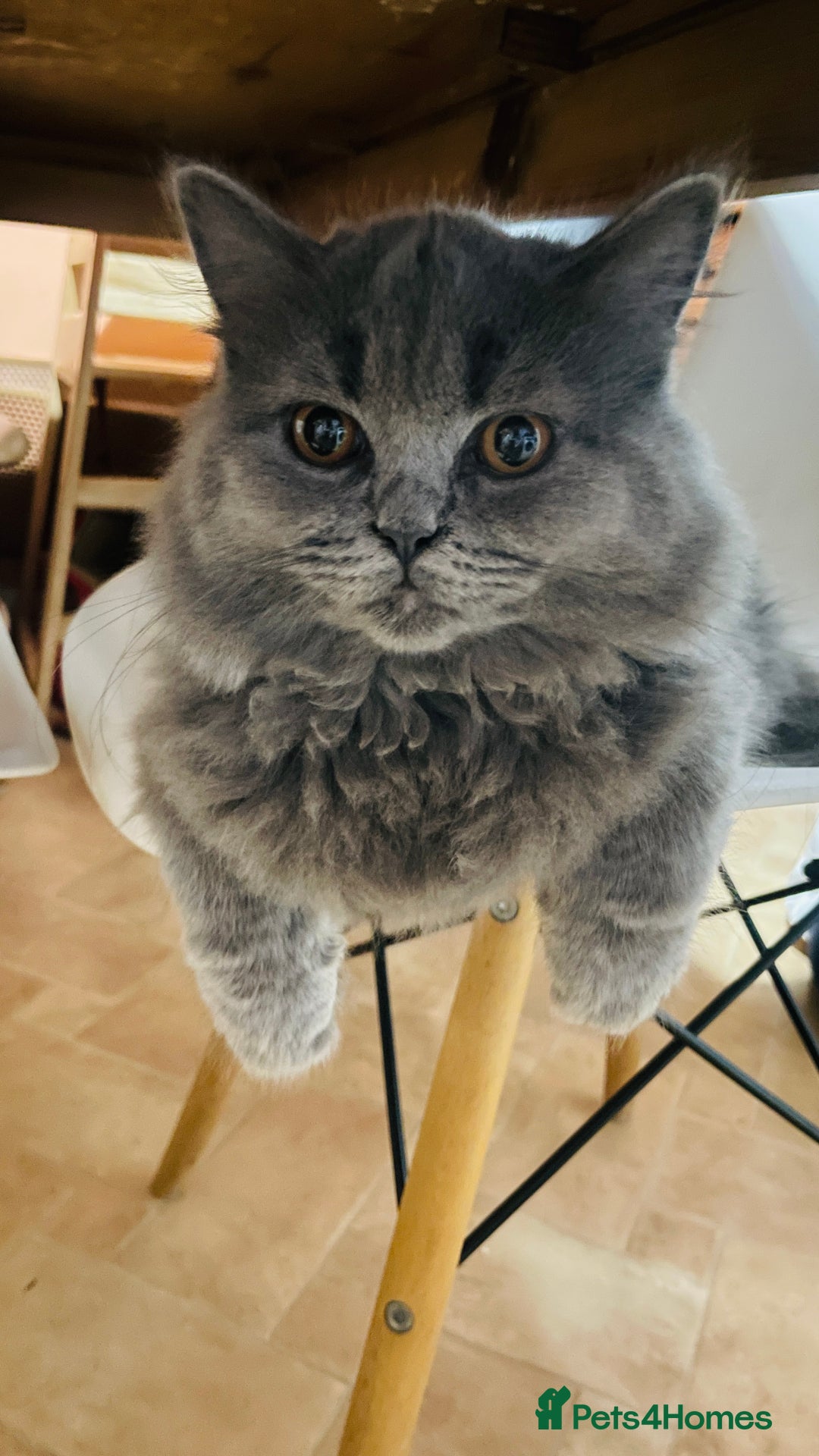 Scottish Fold cats for sale: Beautiful boy and girl looking for forever home ❤️ in Derby - Image 12