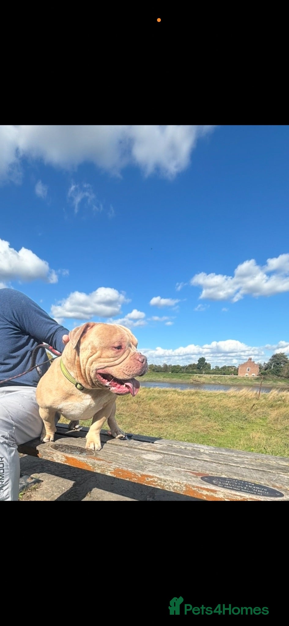 American Bully dogs Quality Pocket bully pups - Advert 15