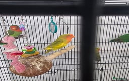 Lovebirds birds for sale: 3 baby lovebirds for sale - Image 1