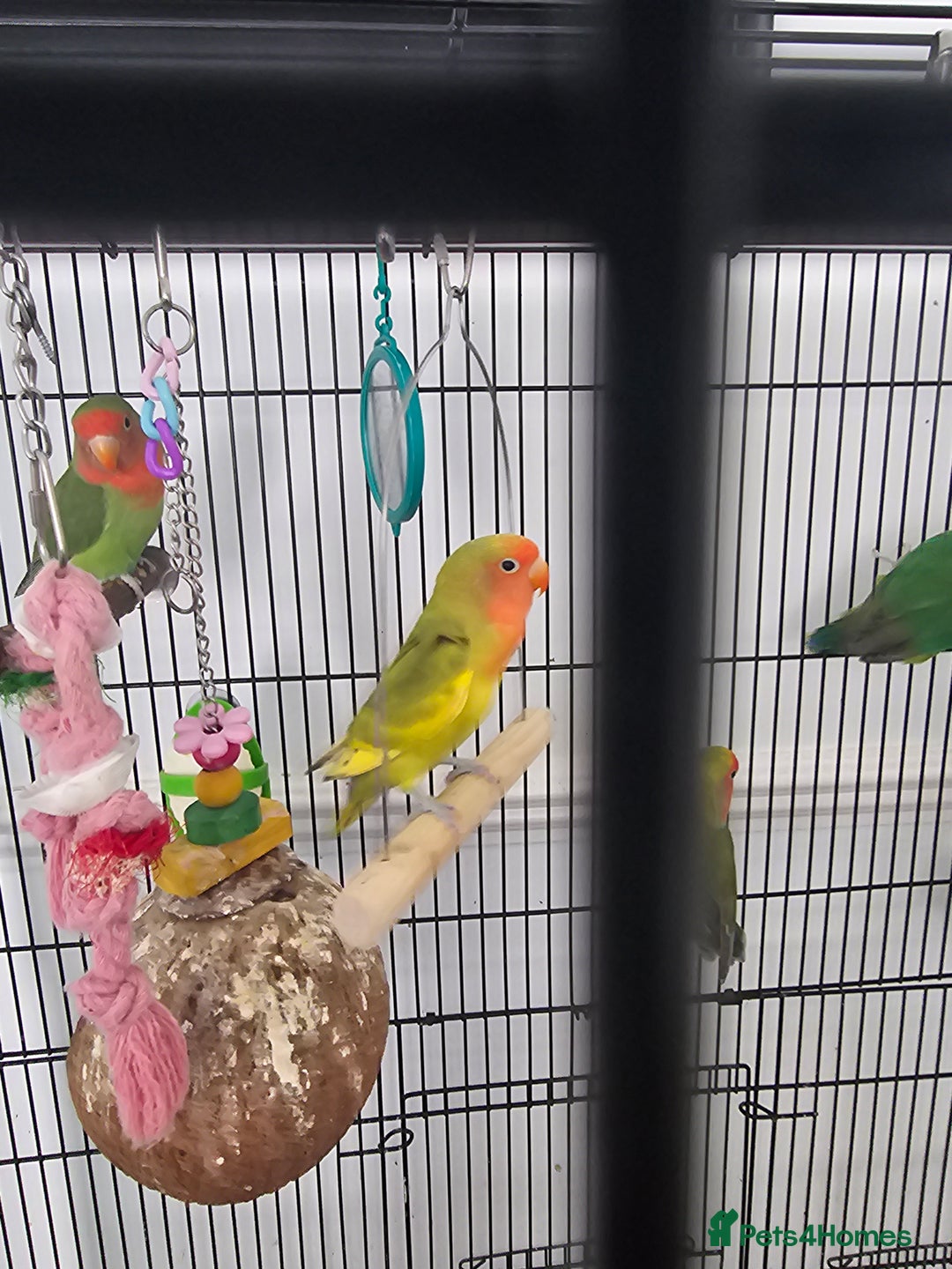 Lovebirds birds for sale: 3 baby lovebirds for sale - Image 1