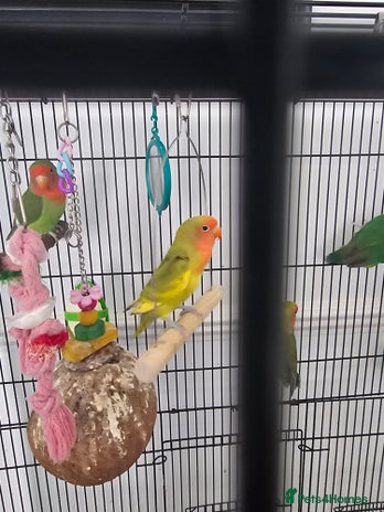 Lovebirds birds - Advert 4