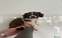 Cavalier King Charles Spaniel dogs for sale: 5 beautiful cavalier King Charles spaniel puppies - Image 20